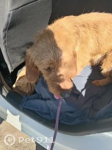 Trouvé chien mâle, D979, Méjannes-le-Clap - basset de Bretagne - photo