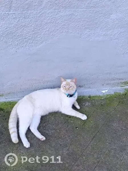 Gato perdido Macho, Torrelavega (sl495440) - photo