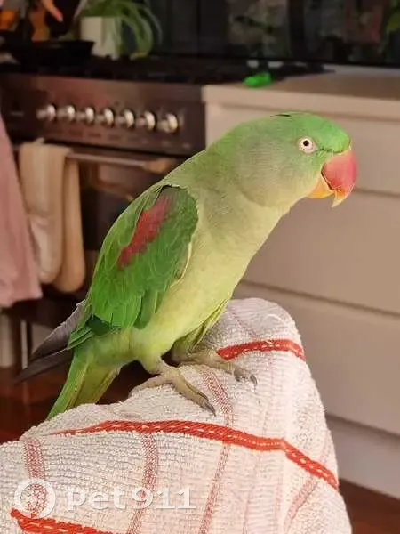 Lost female bird, Camden, Sydney - Alexandrian Parrot named Maxine - photo