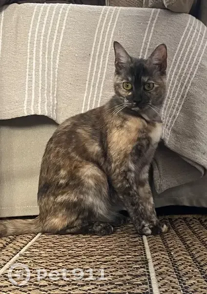 Chat perdu, Avenue du 14 Juillet, Bondy - chatte timide | Pet911.fr