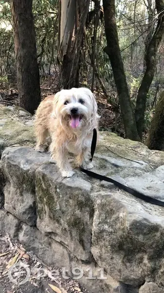 Lost female dog, Kelly Avenue, San Leandro - senior with no collar or chip - photo