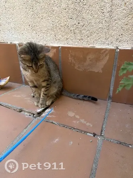 Encontrado gato hembra, Carrer Sant Bartomeu, 172, El Campello - photo