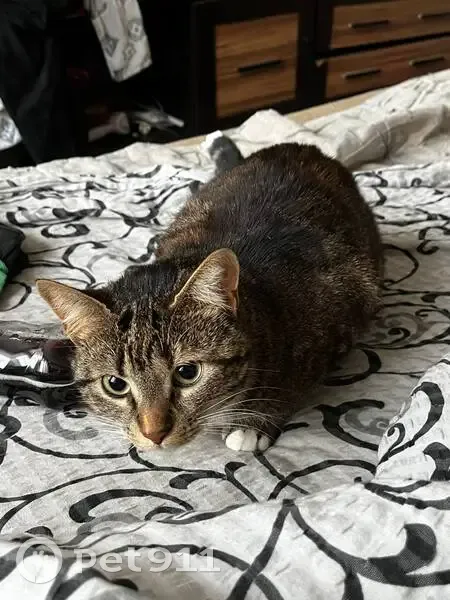 Зникла кішка, Болгарська вулиця, 18, Одеса - розмовляє та весело бігає - photo