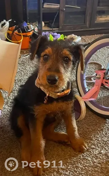 Lost female dog, Southeast 12th Street, Del City - airedale terrier with seizure alert vest - photo