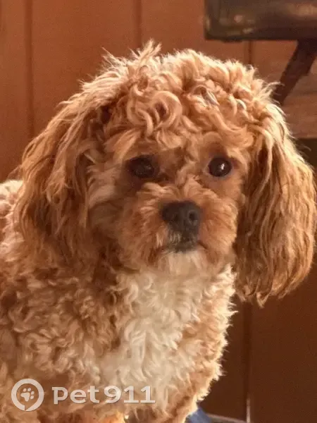 Lost male dog, Stadium Boulevard, Twin Falls - brown with white spot underneath neck - photo