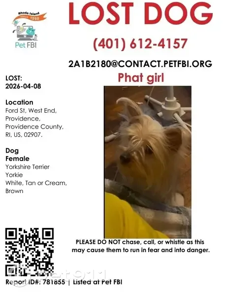 Lost female dog, Ford Street, 90, Providence - light brown cream and white/silver - photo