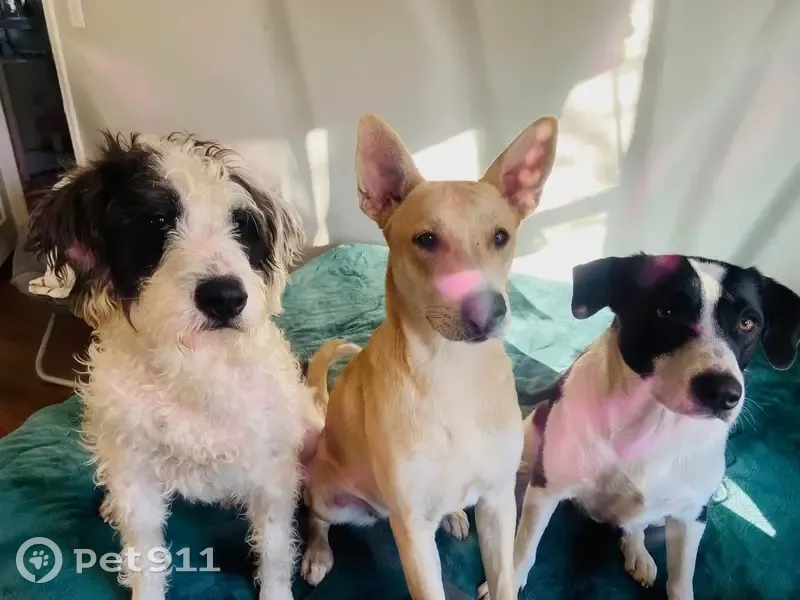 Lost male dog, Macon Road, Memphis - black and white - photo