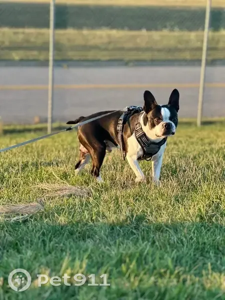 Lost Male Dog, De Hoop Avenue, Wyoming - black spots on belly - photo