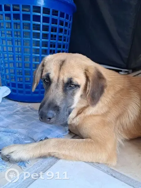 Cachorro encontrado Macho (brf002603) - photo