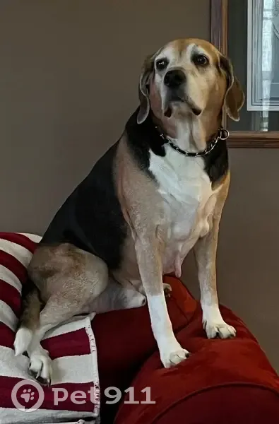 Lost male dog, Big Creek Road, Belton - black chain collar - photo