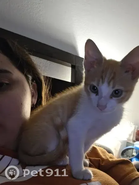 Lost male cat, North 51st Drive, Phoenix - orange with white beard and paws - photo