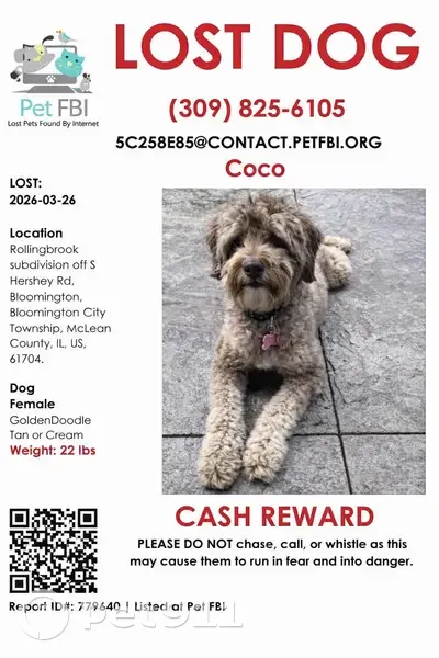 Lost female dog, Old Colonial Road, Bloomington, Chicago - tan doodle mix - photo