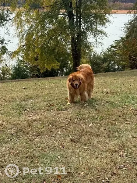 Missing dog Female, Dandridge (usl534545) - photo