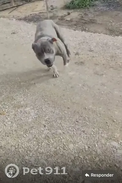 Perdido perro masculino, Carretera Pla de Quart, 180, Aldaia, Torrent - American pitbull atigrado - photo