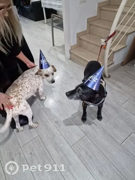 Perdido perro hembra, Embalse del Cubillas, Granada - Blanca con manchas café con leche - photo