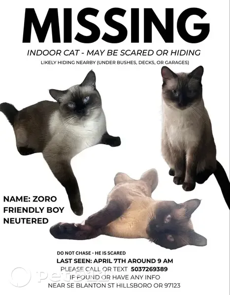 Lost male cat, Hillsboro, Oregon - photo