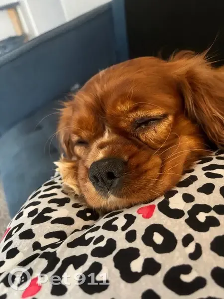 Lost male dog, Gateshead Lane, Indianapolis - friendly and a jumper - photo