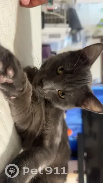 Lost male cat, Breezy Hill Road, Saint Johnsbury - photo