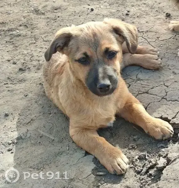 Зник собака, вулиця Ярослава Мудрого, Чернівці - маленький рижий - photo