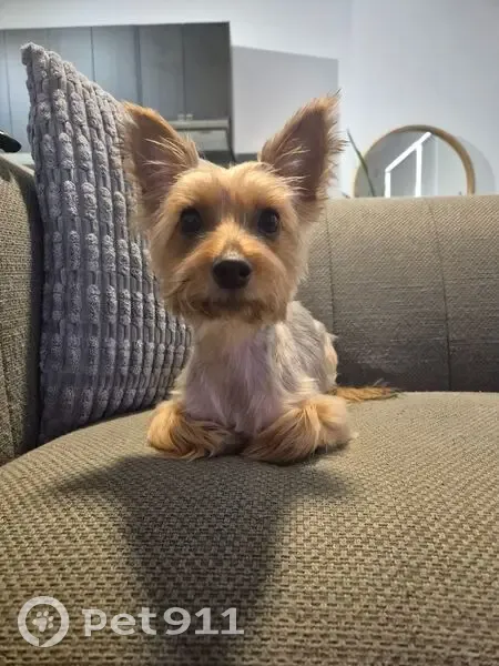 Lost male dog, President Avenue, 309, Georges River Council - Australian silky terrier - photo