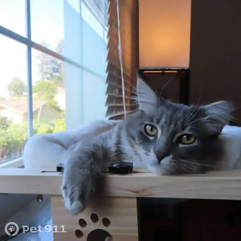 Missing cat Male, Cupertino (usl534553) - photo