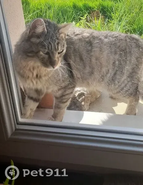 Trouvé Chat mâle, Avenue Joanny Furtin, Charolles - tigré gris marron - photo