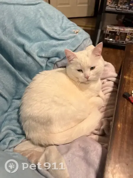 Lost female cat, Grant Avenue, Morgantown - all white and very friendly - photo