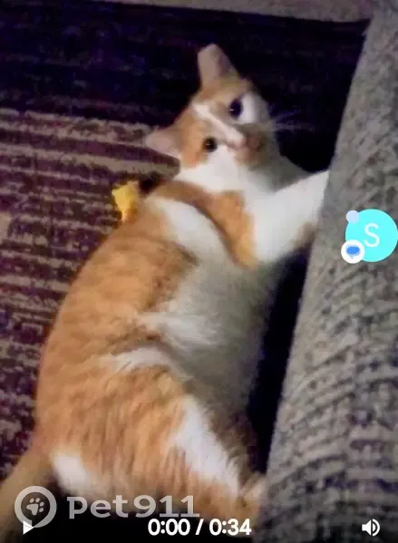 Lost male cat, South 98th Street, Mesa - large with orange mask - photo