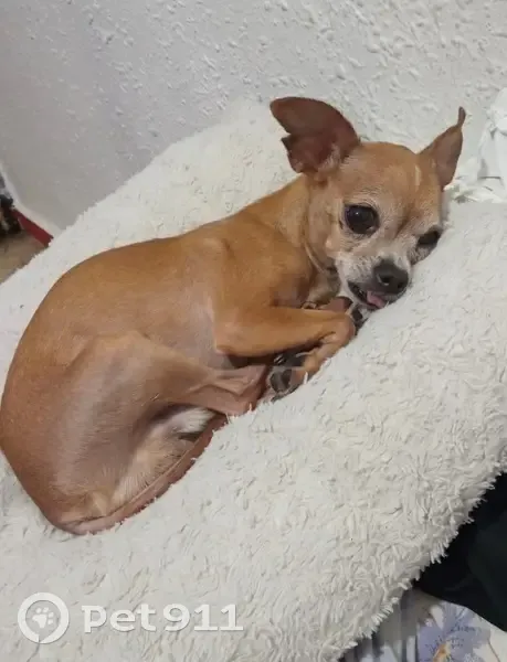 Perdido perro masculino, Carrer de Joan Serra Vilaró, Tarragona - sin dientes y ojo blanco - photo