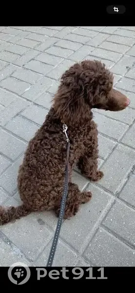Perdido perro masculino, Carrer dels Gerds, Castelldefels - caniche marrón/chocolate - photo