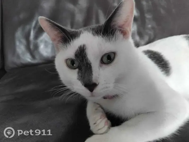 Chat perdu, Lyon - gris et blanc, pucé - photo