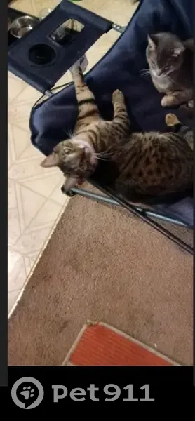 Lost male cat, Ironton, Pennsylvania - black and tan Tabby - photo