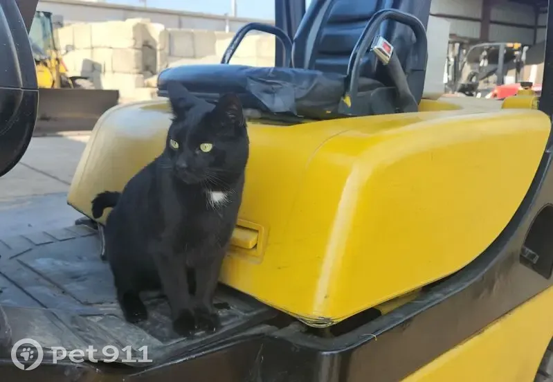 Lost male cat, Island Park, Oceanside - black with white chest patch - photo