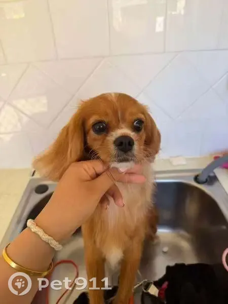 Missing dog Female, Gold Coast (al495855) - photo