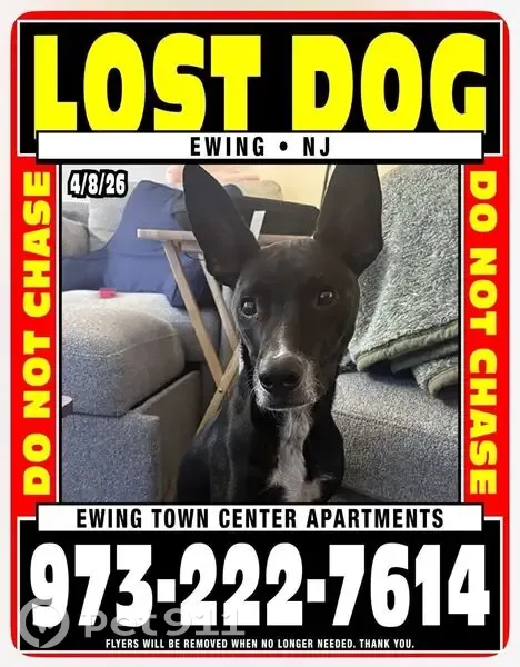 Lost Male Dog, Castings Court, Ewing Township, Philadelphia - black with a white stripe - photo