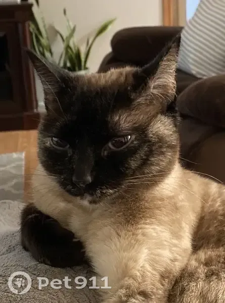 Lost female cat, Southeast Marjean Lane, 1000, Grants Pass - bright blue eyes - photo