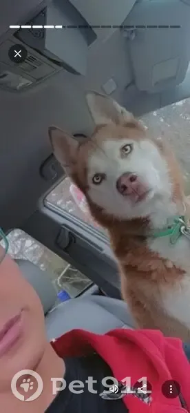 Lost male dog, Plaza Boulevard, Kinston - husky with tan collar - photo