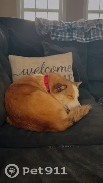 Lost female dog, Northwest 107th Court, 805, Ocala Estates - orange and white, long hair - photo