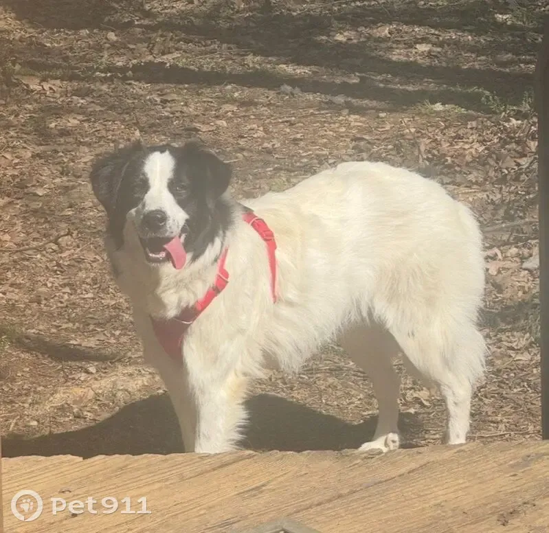 Lost female dog, Country Club Drive Northeast, Concord - white coat with black markings - photo