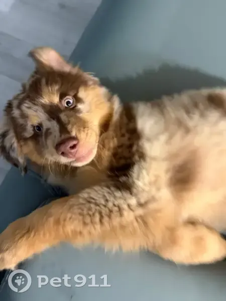 Lost Male Dog, West Silver Springs Boulevard, Ocala - photo