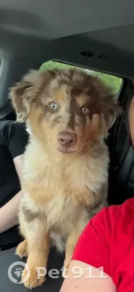 Lost male dog, South Pine Avenue, 7175, Ocala - red merle Australia shepherd - photo