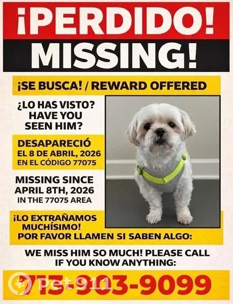 Lost male dog, Swiss Lane, Houston - fully white and neutered - photo