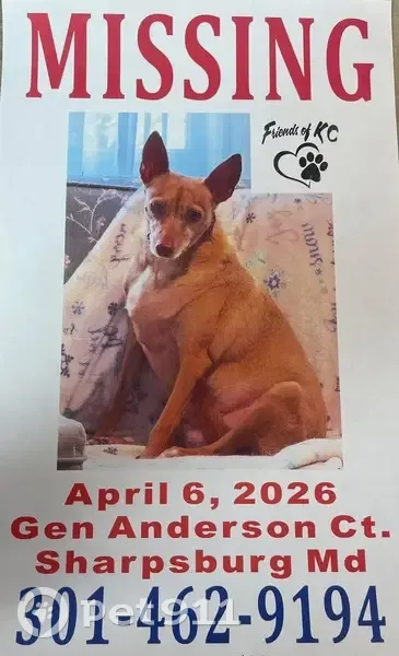 Lost female dog, General Anderson Court, Sharpsburg - medium size with pointy ears - photo