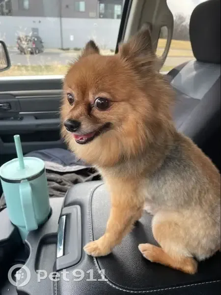 Lost Dog, Terrace Road Northeast, Blaine - Male Pomeranian with Red Collar - photo