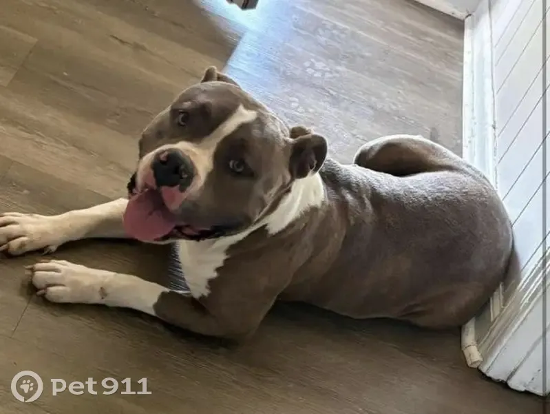 Lost female dog, Byron Road, Memphis - grey with light brown eyes - photo