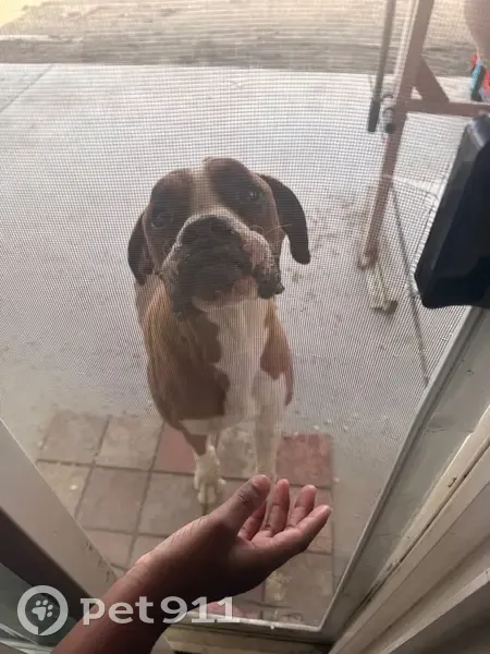 Lost Male Dog, Cowichan Road, Apple Valley - friendly and hyper - photo