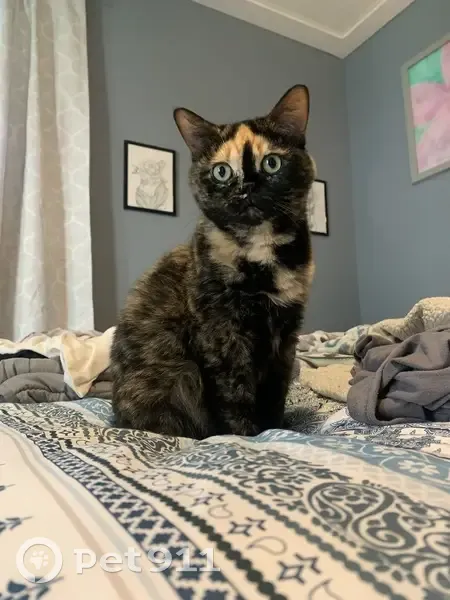 Lost female cat, Ballycastle Place, Fort Wayne - tortie with black and yellow/gold fur - photo