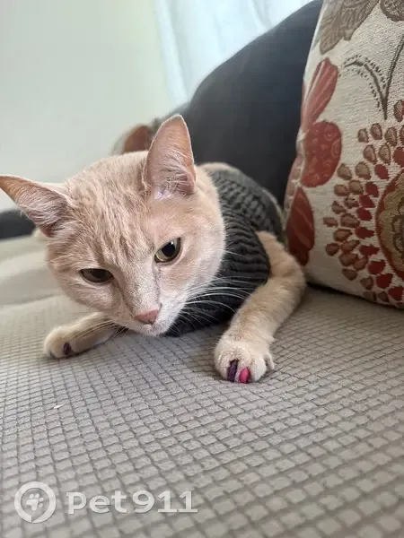 Lost female cat, Peachtree Parkway Northwest, Peachtree Corners - tan, sandy, orange tabby - photo