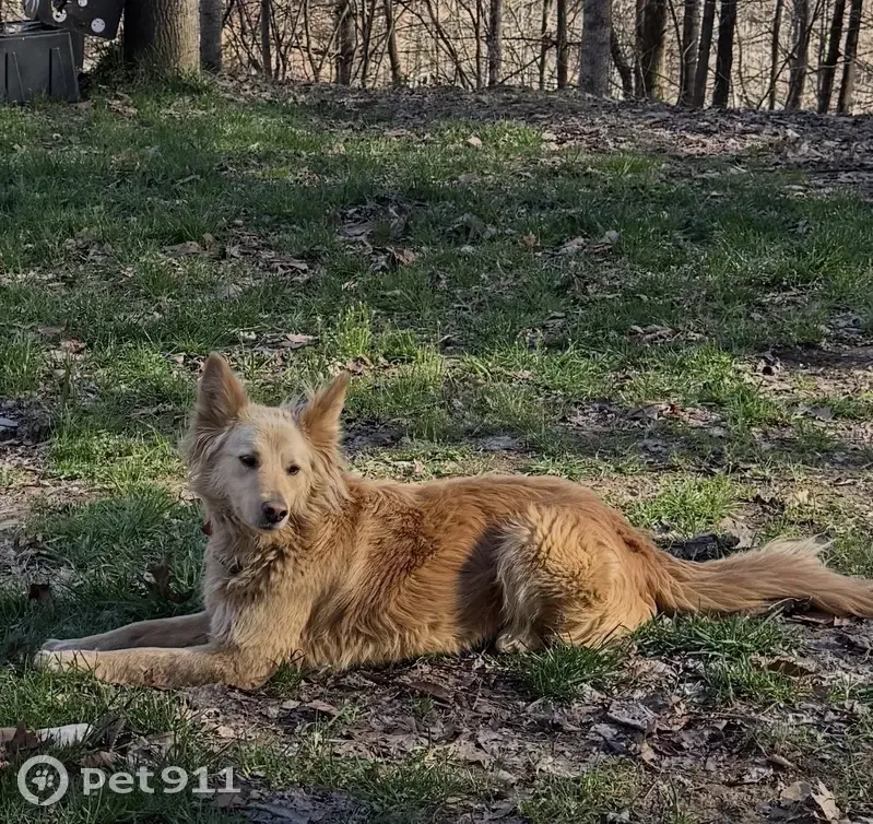 Lost female dog, Hollywood Branch Road, Chapmanville - blonde with red collar - photo