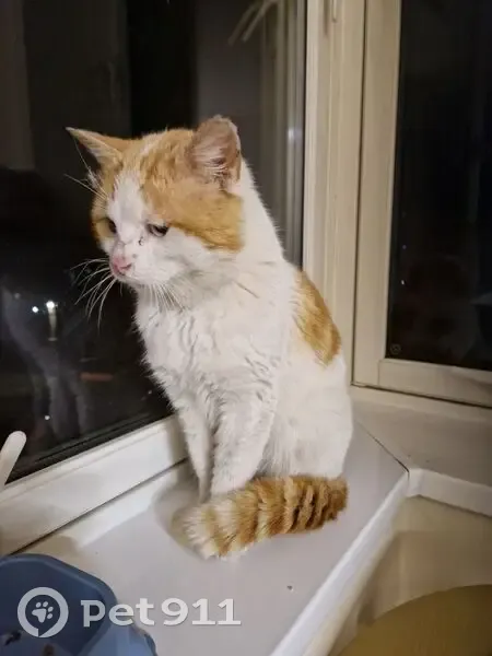 Found male cat, Thopson Gardens, Smethwick - very hungry and looks like been fighting - photo